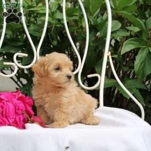 Kaylani, Maltipoo Puppy